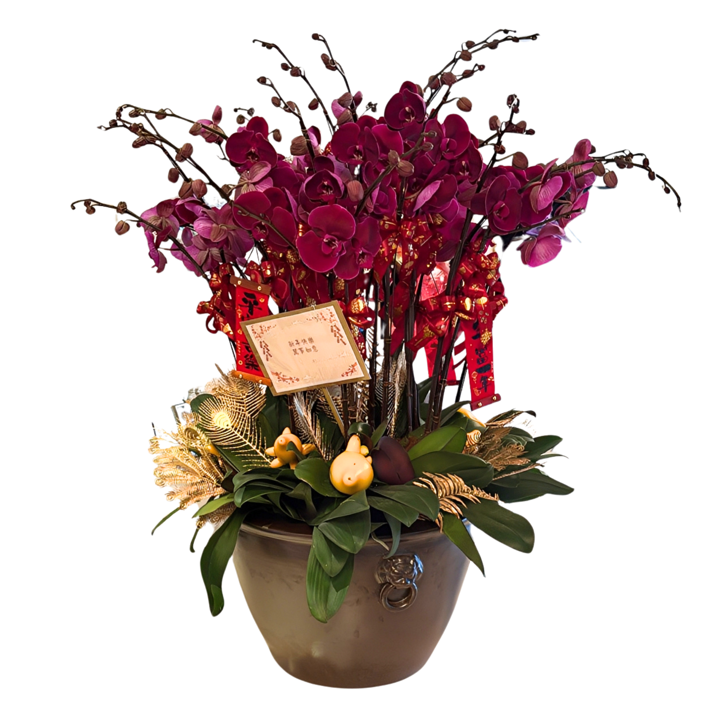 格蘭花店 - 大花絲絨蝴蝶蘭28枝 [FB101] 蘭花 辦公室枱花 大堂枱花 開張 新春蘭花 年花 自家蘭花園種植