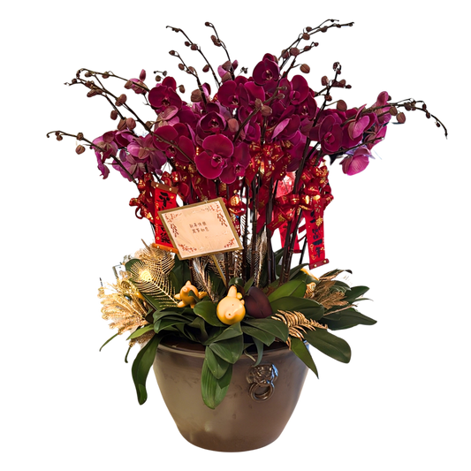 格蘭花店 - 大花絲絨蝴蝶蘭28枝 [FB101] 蘭花 辦公室枱花 大堂枱花 開張 新春蘭花 年花 自家蘭花園種植