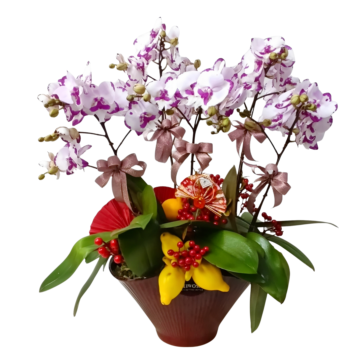 格蘭花店 - 中花蝴蝶蘭5枝 [FB102] 蘭花 辦公室枱花 大堂枱花 開張 新春蘭花 年花 自家蘭花園種植