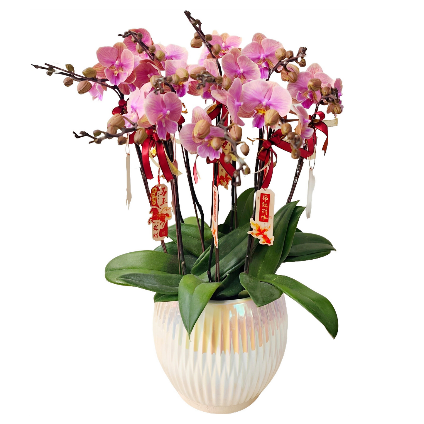 格蘭花店 - 大花蝴蝶蘭8枝 [FB104] 蘭花 辦公室枱花 大堂枱花 開張 新春蘭花 年花 自家蘭花園種植