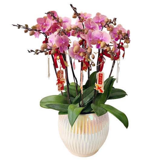 格蘭花店 - 大花蝴蝶蘭8枝 [FB104] 蘭花 辦公室枱花 大堂枱花 開張 新春蘭花 年花 自家蘭花園種植