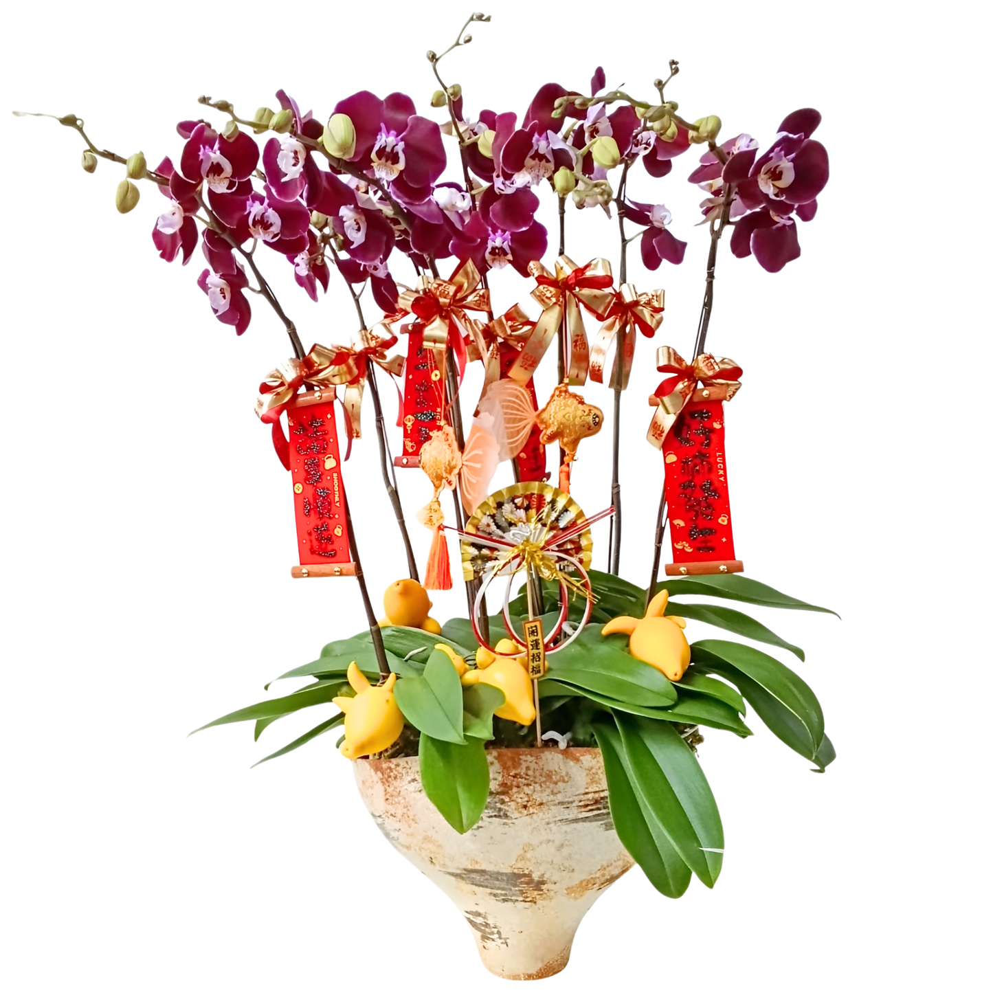 格蘭花店 - 大花蝴蝶蘭8枝 [FB105] 蘭花 辦公室枱花 大堂枱花 開張 新春蘭花 年花 自家蘭花園種植