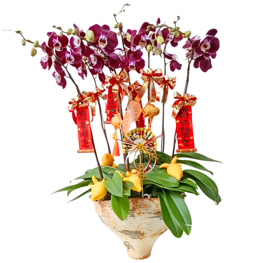 格蘭花店 - 大花蝴蝶蘭8枝 [FB105] 蘭花 辦公室枱花 大堂枱花 開張 新春蘭花 年花 自家蘭花園種植