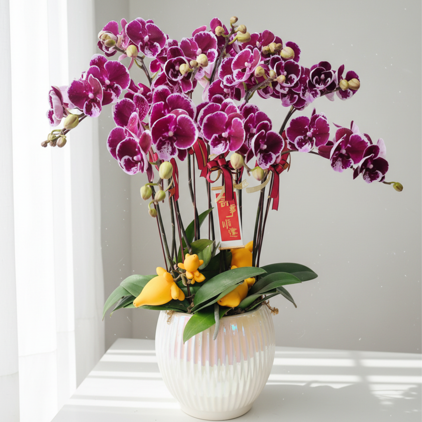 格蘭花店 - 中花蝴蝶蘭8枝 [FB106] 蘭花 辦公室枱花 大堂枱花 開張 新春蘭花 年花 自家蘭花園種植