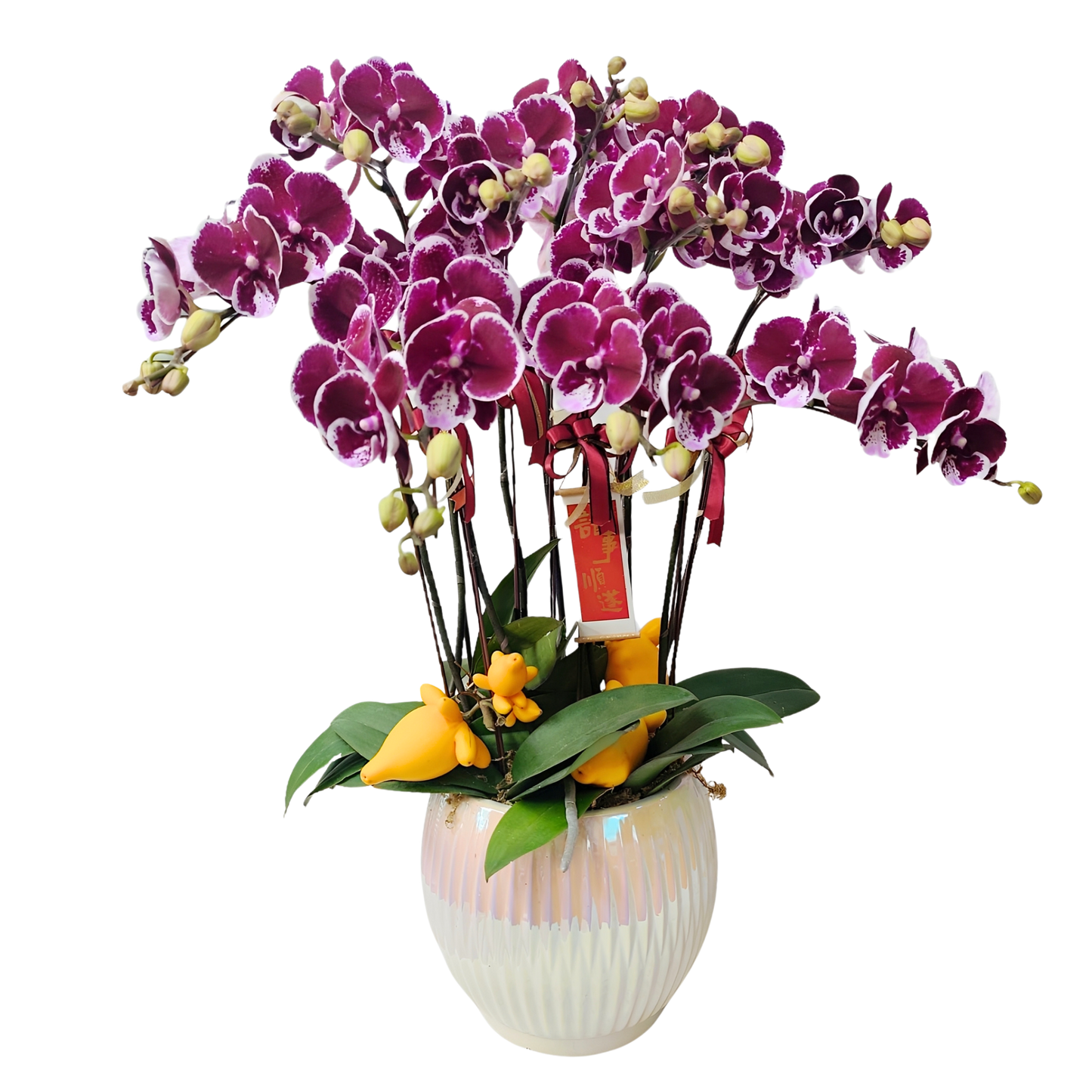 格蘭花店 - 中花蝴蝶蘭8枝 [FB106] 蘭花 辦公室枱花 大堂枱花 開張 新春蘭花 年花 自家蘭花園種植