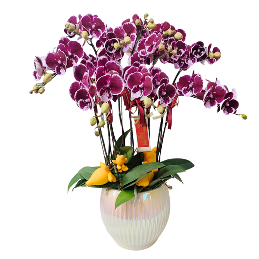 格蘭花店 - 中花蝴蝶蘭8枝 [FB106] 蘭花 辦公室枱花 大堂枱花 開張 新春蘭花 年花 自家蘭花園種植