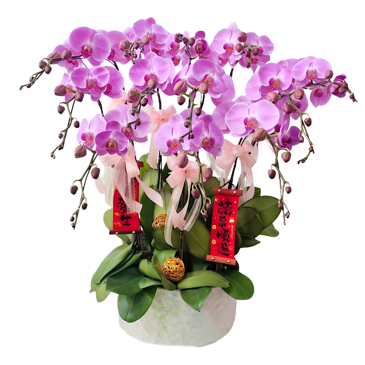 格蘭花店 - 大粉花蝴蝶蘭10枝 [FB108] 蘭花 辦公室枱花 大堂枱花 開張 新春蘭花 年花 自家蘭花園種植