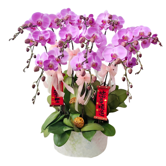 格蘭花店 - 大粉花蝴蝶蘭10枝 [FB108] 蘭花 辦公室枱花 大堂枱花 開張 新春蘭花 年花 自家蘭花園種植