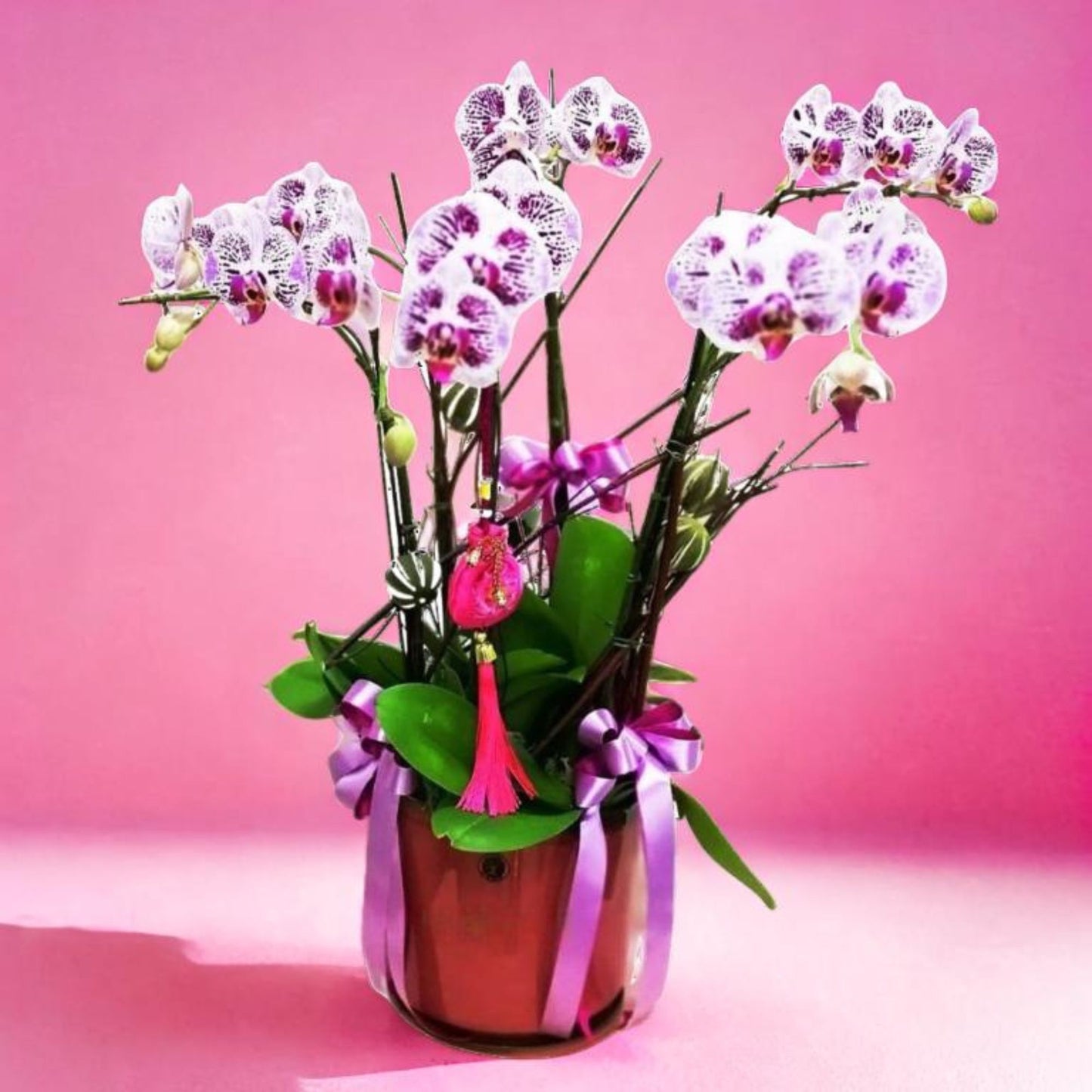格蘭花店 - 萬象更新小品蝴蝶蘭6棵 [GF00023] 蘭花 辦公室枱花 大堂枱花 開張 新春蘭花 年花 自家蘭花園種植