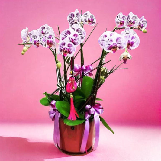 格蘭花店 - 萬象更新小品蝴蝶蘭6棵 [GF00023] 蘭花 辦公室枱花 大堂枱花 開張 新春蘭花 年花 自家蘭花園種植