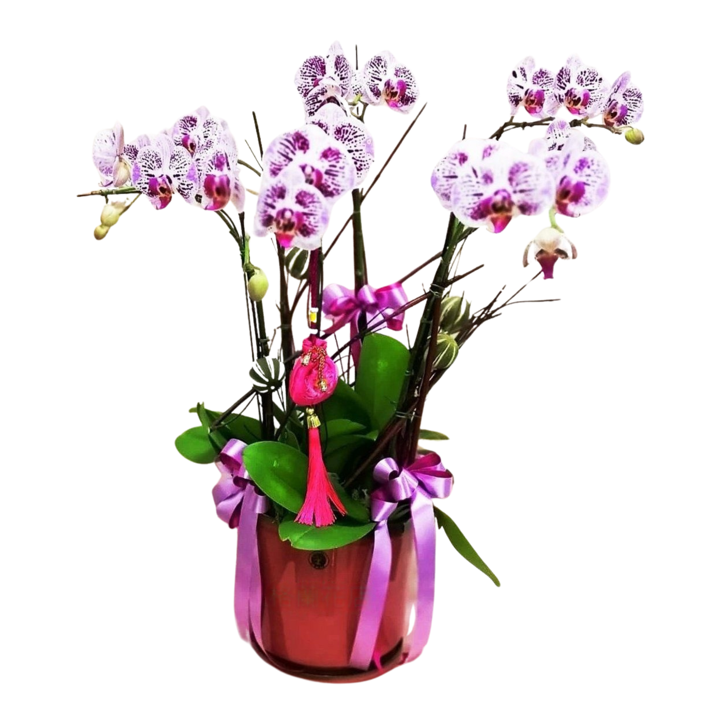 格蘭花店 - 萬象更新小品蝴蝶蘭6棵 [GF00023] 蘭花 辦公室枱花 大堂枱花 開張 新春蘭花 年花 自家蘭花園種植