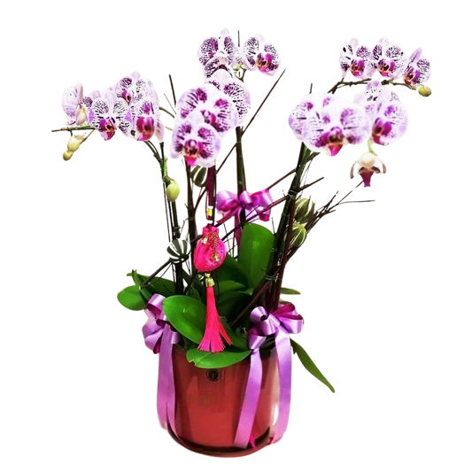 格蘭花店 - 萬象更新小品蝴蝶蘭6棵 [GF00023] 蘭花 辦公室枱花 大堂枱花 開張 新春蘭花 年花 自家蘭花園種植