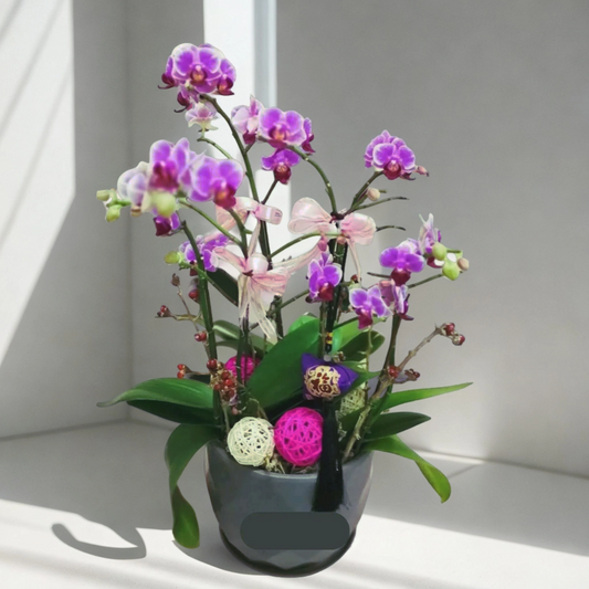 格蘭花店 - 福星報喜小品蝴蝶蘭6棵 [GF00024] 蘭花 辦公室枱花 大堂枱花 開張 新春蘭花 年花 自家蘭花園種植