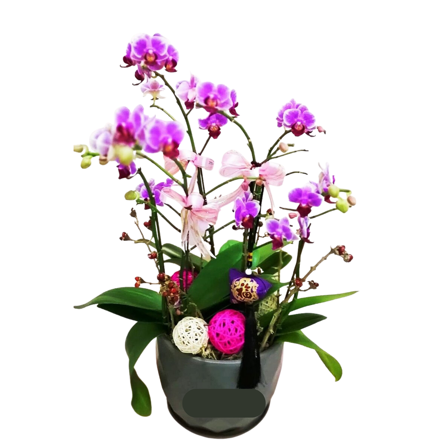 格蘭花店 - 福星報喜小品蝴蝶蘭6棵 [GF00024] 蘭花 辦公室枱花 大堂枱花 開張 新春蘭花 年花 自家蘭花園種植