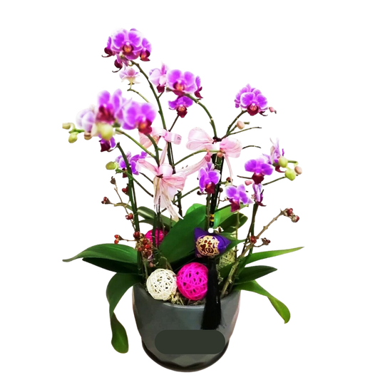 格蘭花店 - 福星報喜小品蝴蝶蘭6棵 [GF00024] 蘭花 辦公室枱花 大堂枱花 開張 新春蘭花 年花 自家蘭花園種植