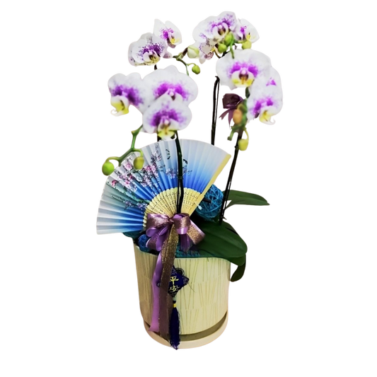 格蘭花店 - 五福臨門大花蝴蝶蘭5棵 [GF00025] 蘭花 辦公室枱花 大堂枱花 開張 新春蘭花 年花 自家蘭花園種植