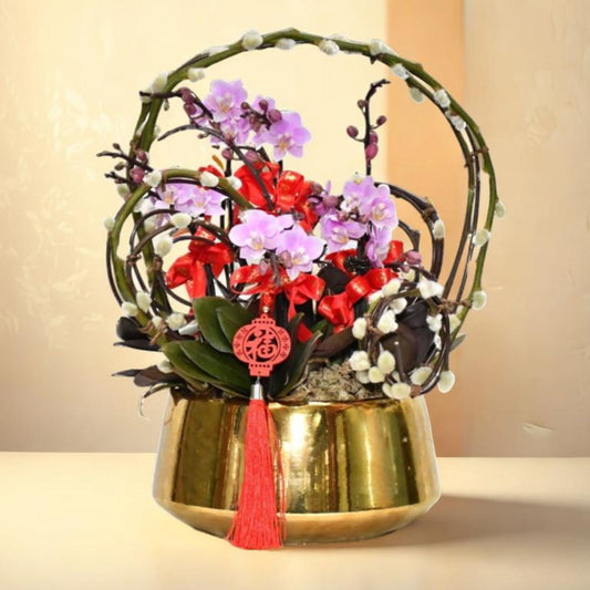 格蘭花店 - 新年祝福 迷你小粉花蝴蝶蘭5棵 [GF00026] 蘭花 辦公室枱花 大堂枱花 開張 新春蘭花 年花 自家蘭花園種植