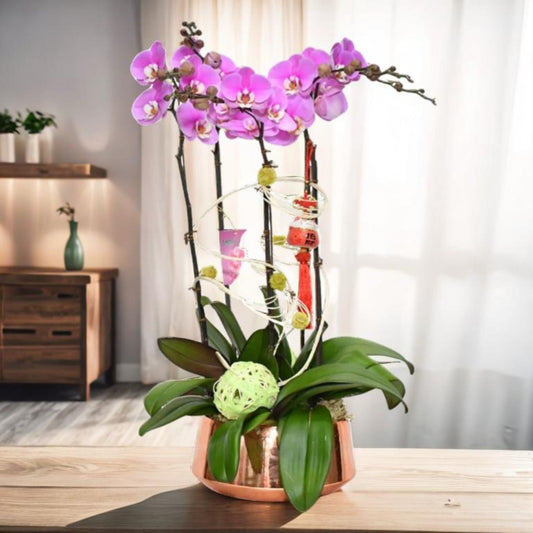 格蘭花店 - 恭賀新禧安娜大花蝴蝶蘭5棵 [GF00027] 蘭花 辦公室枱花 大堂枱花 開張 新春蘭花 年花 自家蘭花園種植