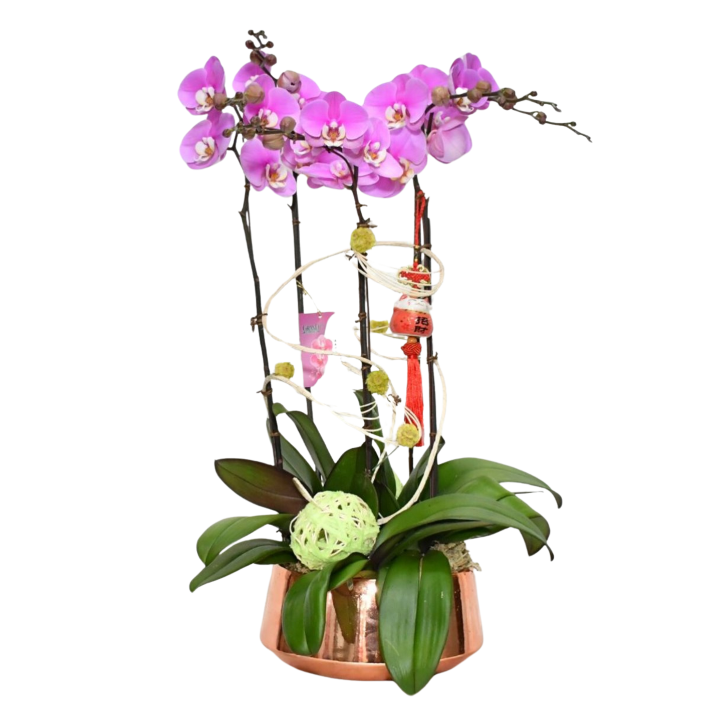 格蘭花店 - 恭賀新禧安娜大花蝴蝶蘭5棵 [GF00027] 蘭花 辦公室枱花 大堂枱花 開張 新春蘭花 年花 自家蘭花園種植