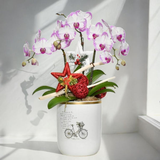 格蘭花店 - 時來運轉 粉色閃電大花蝴蘭3棵 [GF00032] 蘭花 辦公室枱花 大堂枱花 開張 新春蘭花 年花 自家蘭花園種植