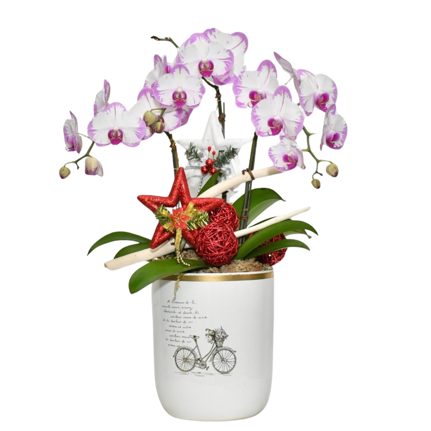 格蘭花店 - 時來運轉 粉色閃電大花蝴蘭3棵 [GF00032] 蘭花 辦公室枱花 大堂枱花 開張 新春蘭花 年花 自家蘭花園種植