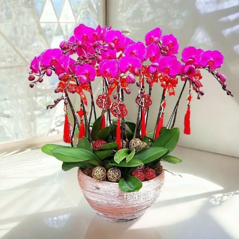 格蘭花店 - 龍鳳呈祥大花蝴蝶蘭10棵 [GF00036] 蘭花 辦公室枱花 大堂枱花 開張 新春蘭花 年花 自家蘭花園種植