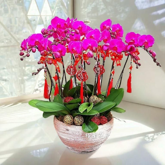 格蘭花店 - 龍鳳呈祥大花蝴蝶蘭10棵 [GF00036] 蘭花 辦公室枱花 大堂枱花 開張 新春蘭花 年花 自家蘭花園種植