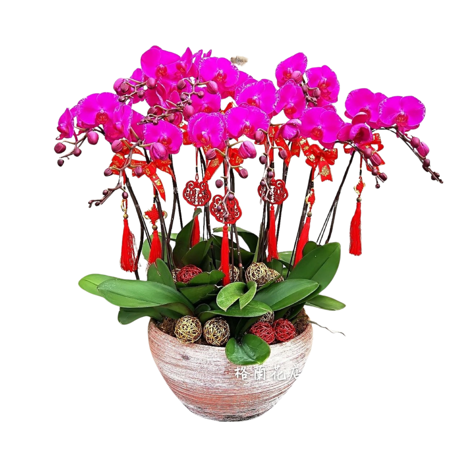 格蘭花店 - 龍鳳呈祥大花蝴蝶蘭10棵 [GF00036] 蘭花 辦公室枱花 大堂枱花 開張 新春蘭花 年花 自家蘭花園種植