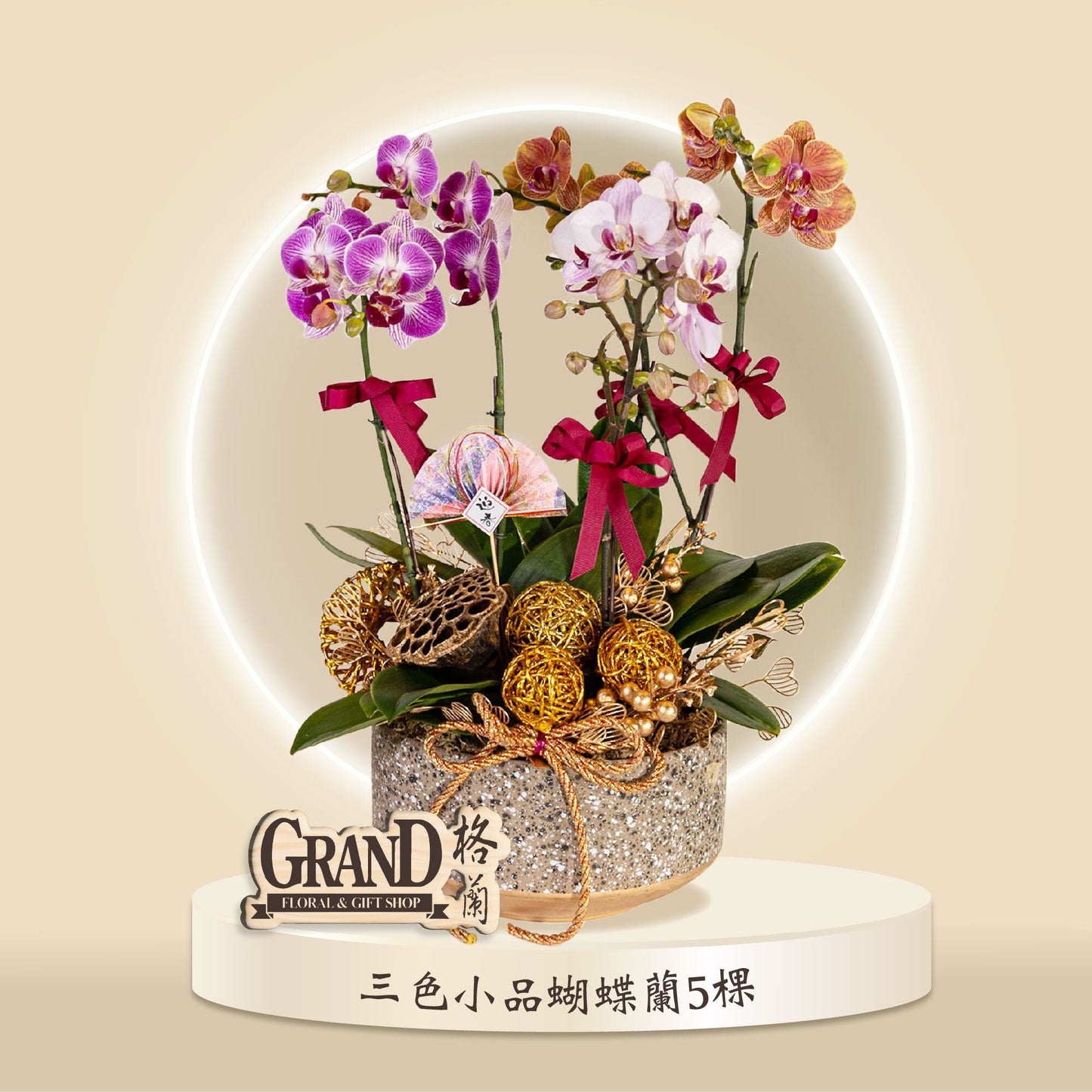 格蘭花店 - 三色小品蝴蝶蘭5棵 [GF00040] 蘭花 辦公室枱花 大堂枱花 開張 新春蘭花 年花 自家蘭花園種植