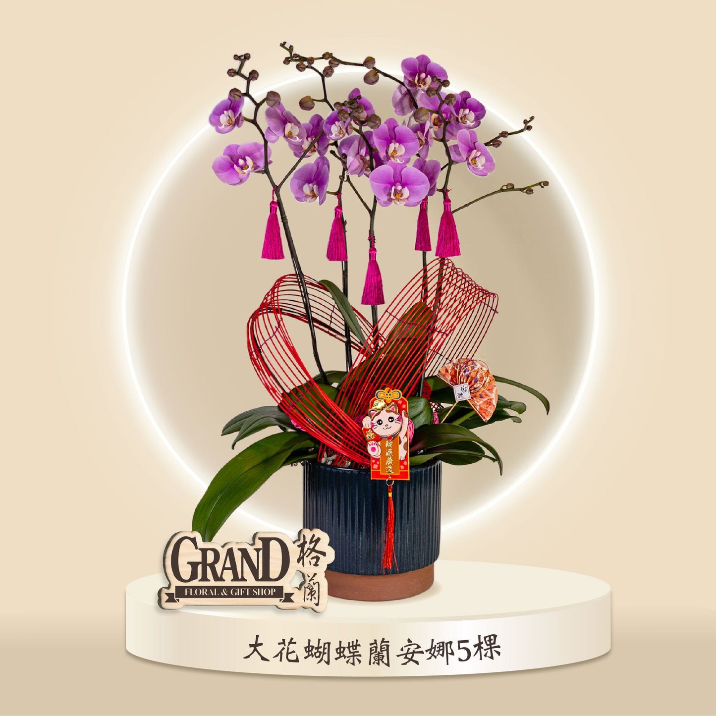 格蘭花店 - 安娜大花蝴蝶蘭5棵 [GF00043] 蘭花 辦公室枱花 大堂枱花 開張 新春蘭花 年花 自家蘭花園種植