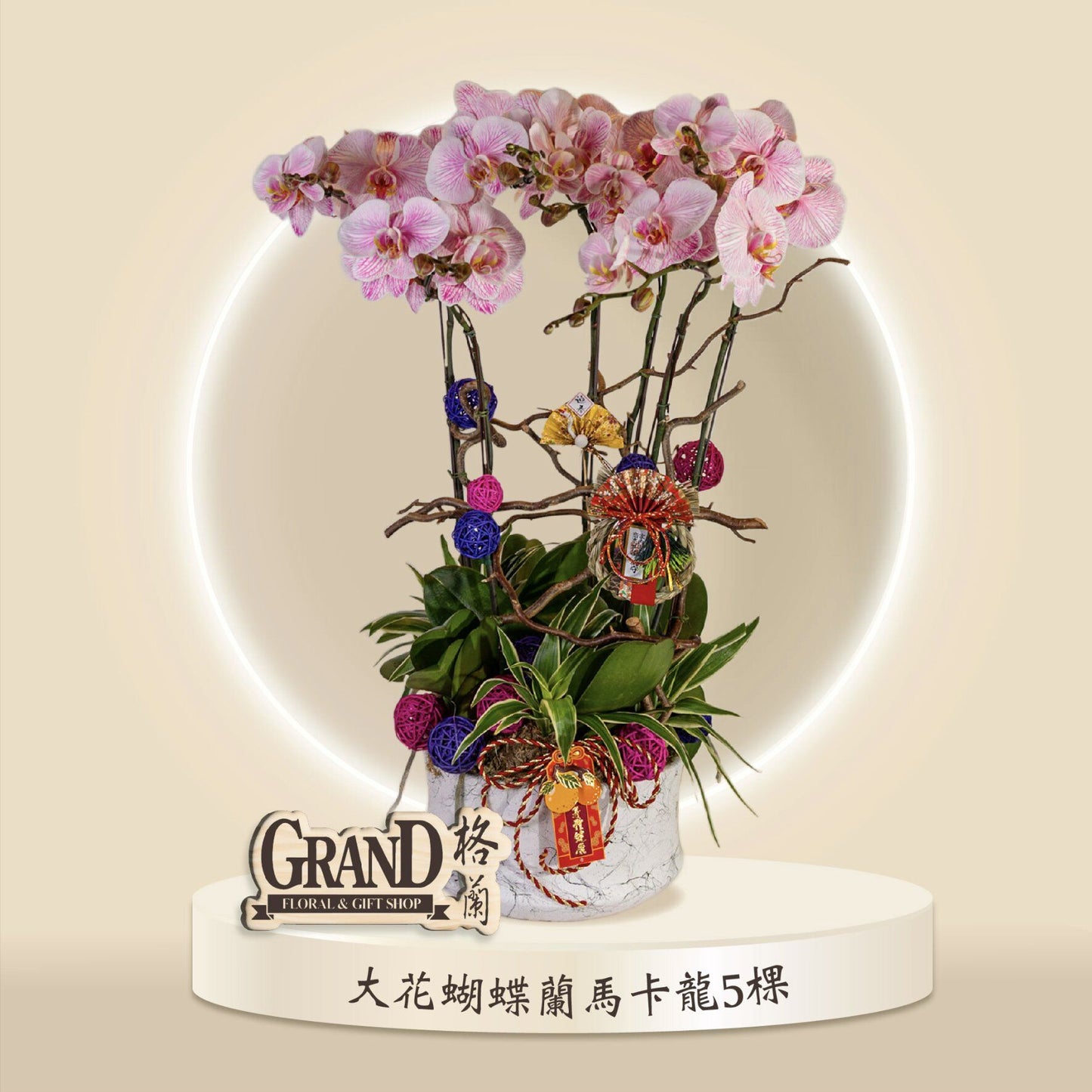 格蘭花店 - 馬卡龍大花蝴蝶蘭5棵 [GF00045] 蘭花 辦公室枱花 大堂枱花 開張 新春蘭花 年花 自家蘭花園種植