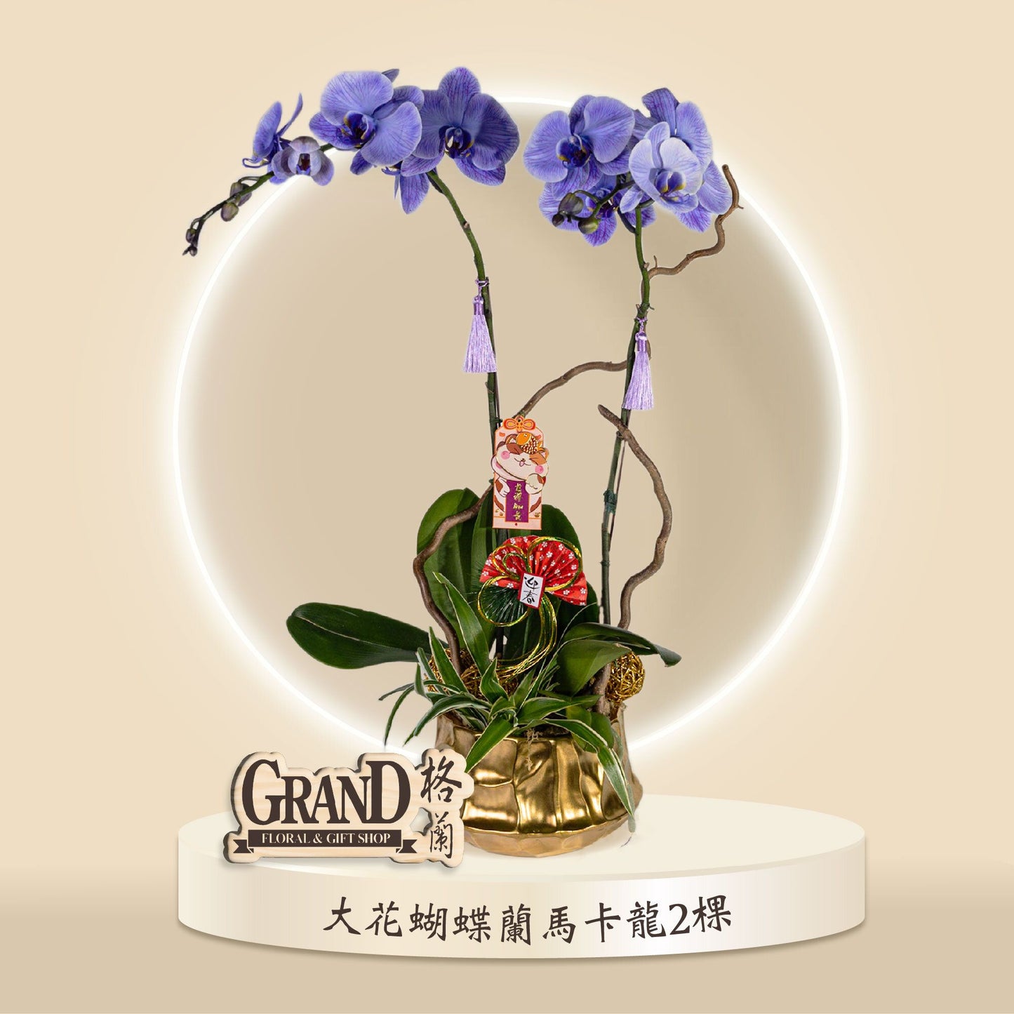 格蘭花店 - 馬卡龍大花蝴蝶蘭2棵 [GF00046] 蘭花 辦公室枱花 大堂枱花 開張 新春蘭花 年花 自家蘭花園種植