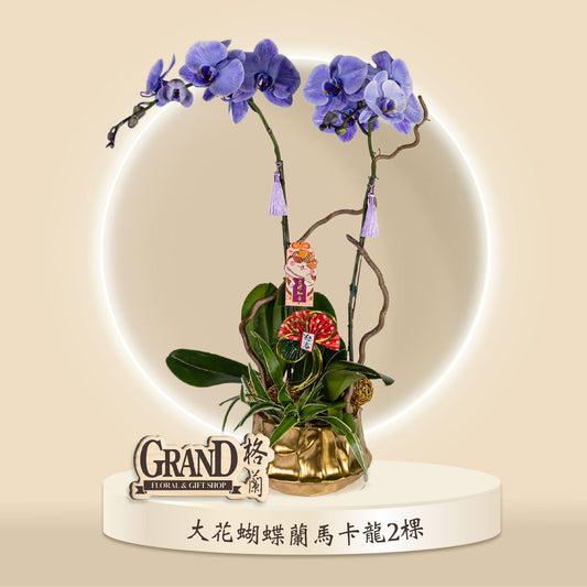 格蘭花店 - 馬卡龍大花蝴蝶蘭2棵 [GF00046] 蘭花 辦公室枱花 大堂枱花 開張 新春蘭花 年花 自家蘭花園種植