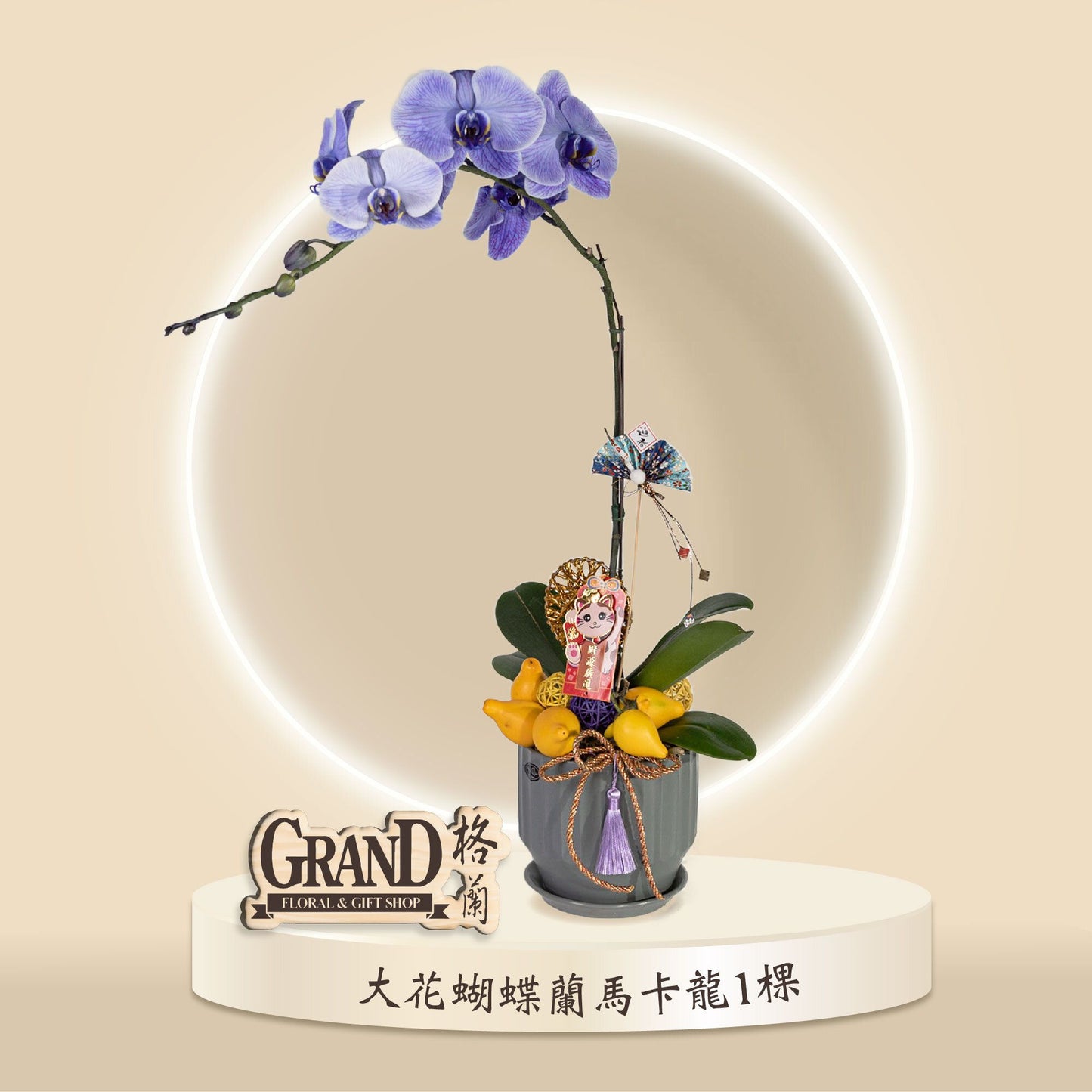 格蘭花店 - 馬卡龍大花蝴蝶蘭1棵 [GF00047] 蘭花 辦公室枱花 大堂枱花 開張 新春蘭花 年花 自家蘭花園種植