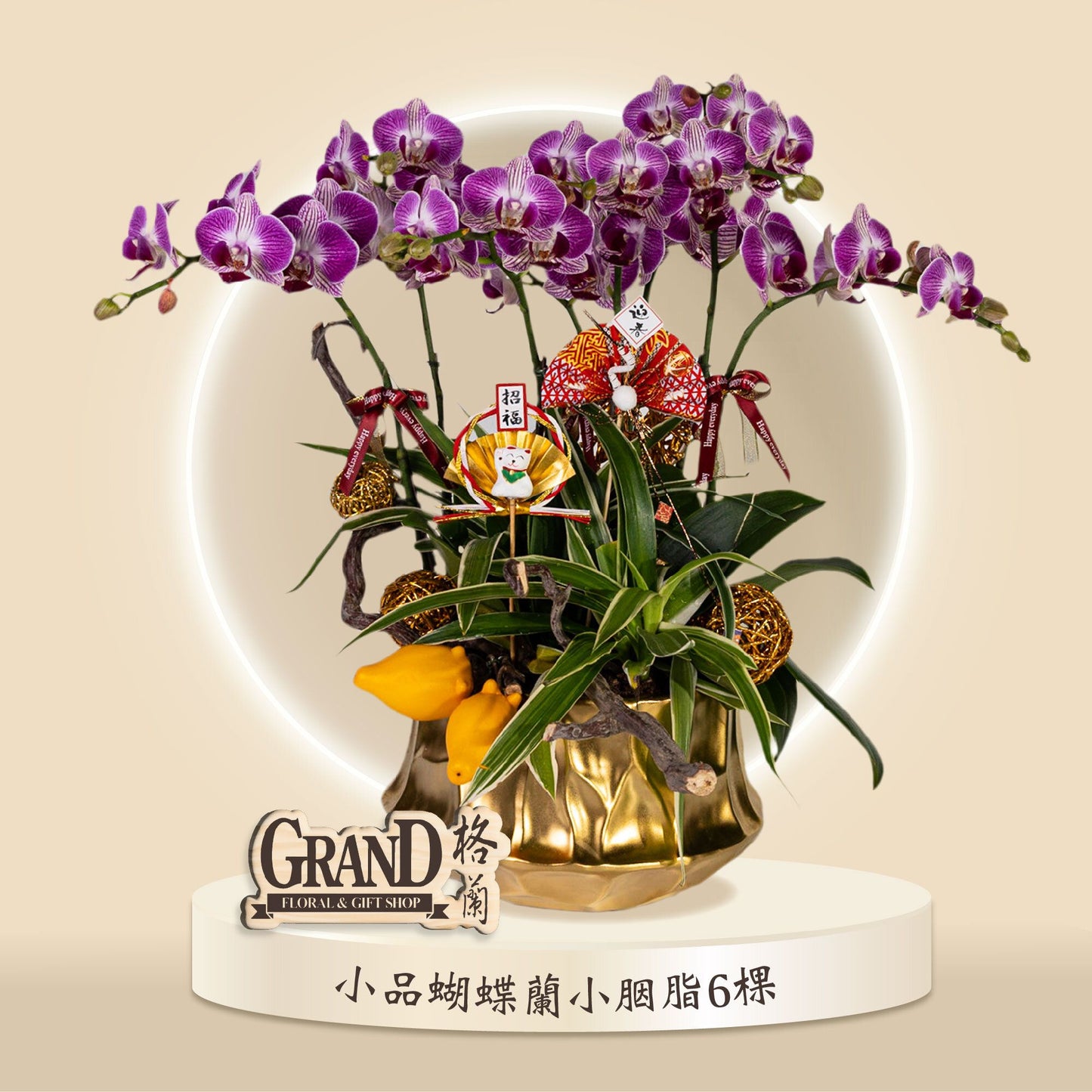 格蘭花店 - 小胭脂小品蝴蝶蘭6棵 [GF00048] 蘭花 辦公室枱花 大堂枱花 開張 新春蘭花 年花 自家蘭花園種植