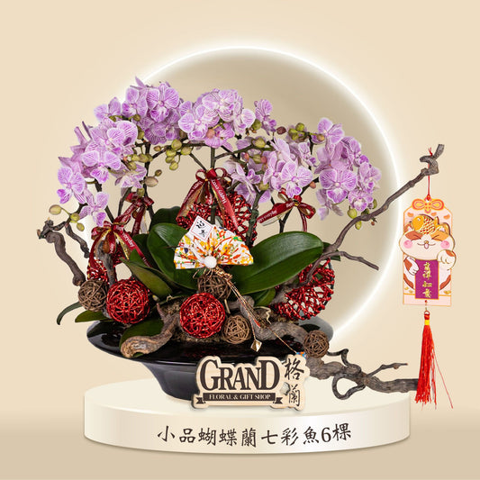 格蘭花店 - 七彩魚小品蝴蝶蘭6棵 [GF00051] 蘭花 辦公室枱花 大堂枱花 開張 新春蘭花 年花 自家蘭花園種植