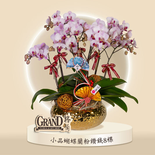 格蘭花店 - 粉鑽錢小品蝴蝶蘭8棵 [GF00053] 蘭花 辦公室枱花 大堂枱花 開張 新春蘭花 年花 自家蘭花園種植