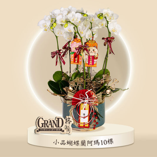 格蘭花店 - 阿瑪小品蝴蝶蘭10棵 [GF00054] 蘭花 辦公室枱花 大堂枱花 開張 新春蘭花 年花 自家蘭花園種植