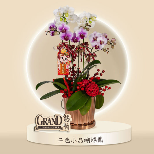 格蘭花店 - 二色小品蝴蝶蘭 [GF00055] 蘭花 辦公室枱花 大堂枱花 開張 新春蘭花 年花 自家蘭花園種植