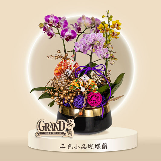格蘭花店 - 三色小品蝴蝶蘭 [GF00056] 蘭花 辦公室枱花 大堂枱花 開張 新春蘭花 年花 自家蘭花園種植