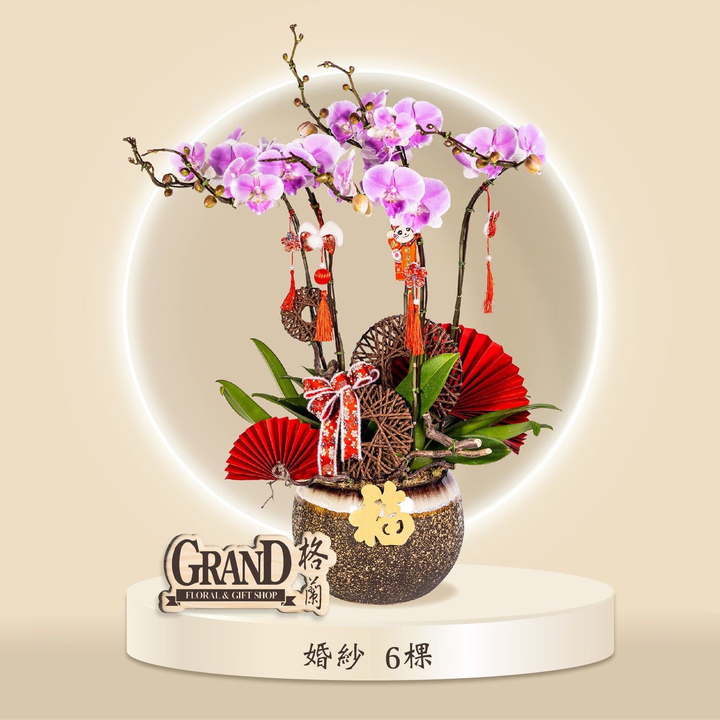 格蘭花店 - 婚紗蝴蝶蘭6棵 [GF00057] 蘭花 辦公室枱花 大堂枱花 開張 新春蘭花 年花 自家蘭花園種植