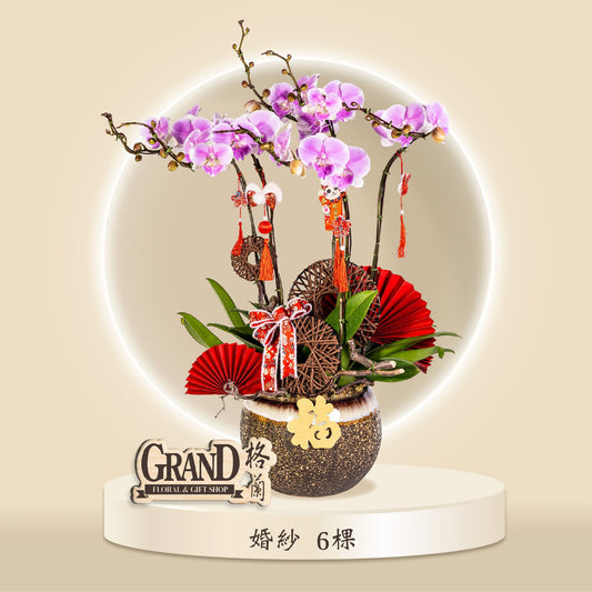 格蘭花店 - 婚紗蝴蝶蘭6棵 [GF00057] 蘭花 辦公室枱花 大堂枱花 開張 新春蘭花 年花 自家蘭花園種植