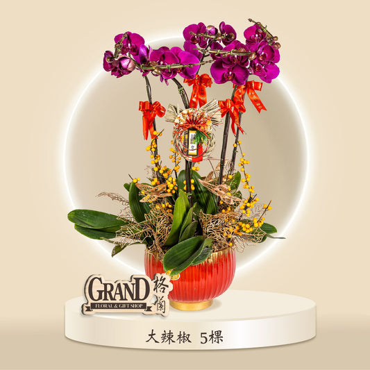格蘭花店 - 大辣椒蝴蝶蘭5棵 [GF00058] 蘭花 辦公室枱花 大堂枱花 開張 新春蘭花 年花 自家蘭花園種植