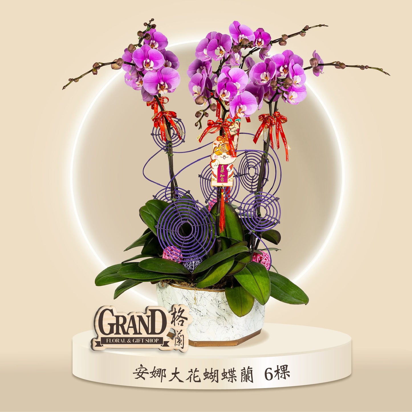 格蘭花店 - 安娜大花蝴蝶蘭6棵 [GF00059] 蘭花 辦公室枱花 大堂枱花 開張 新春蘭花 年花 自家蘭花園種植