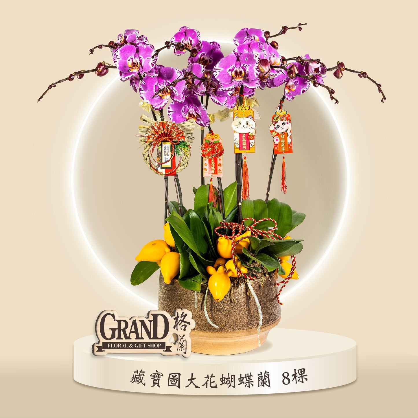 格蘭花店 - 藏寶圖大花蝴蝶蘭8棵 [GF00061] 蘭花 辦公室枱花 大堂枱花 開張 新春蘭花 年花 自家蘭花園種植