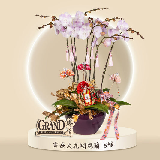 格蘭花店 - 雲朵大花蝴蝶蘭8棵 [GF00062] 蘭花 辦公室枱花 大堂枱花 開張 新春蘭花 年花 自家蘭花園種植