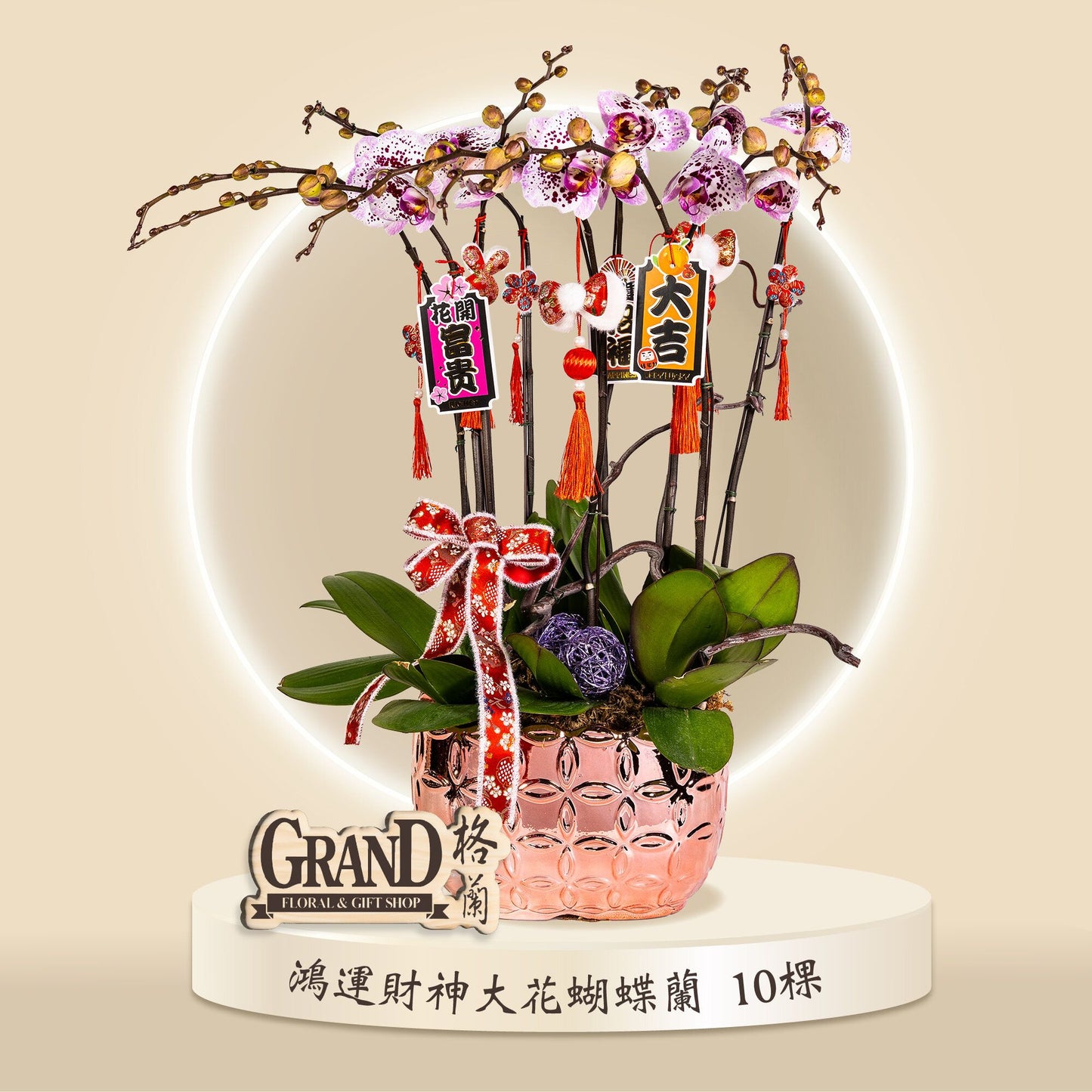 格蘭花店 - 鴻運財神大花蝴蝶蘭10棵 [GF00063] 蘭花 辦公室枱花 大堂枱花 開張 新春蘭花 年花 自家蘭花園種植