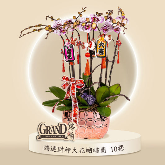 格蘭花店 - 鴻運財神大花蝴蝶蘭10棵 [GF00063] 蘭花 辦公室枱花 大堂枱花 開張 新春蘭花 年花 自家蘭花園種植