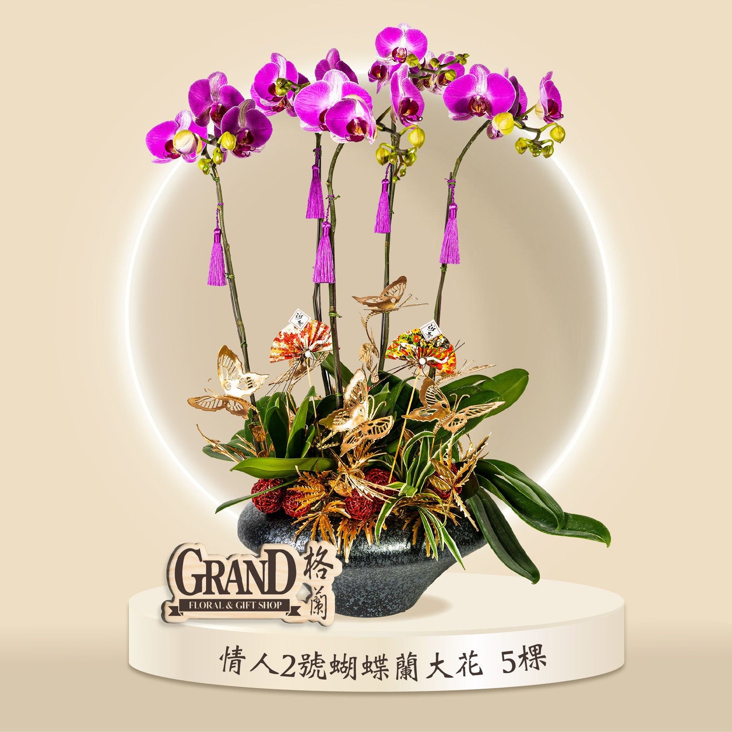格蘭花店 - 情人二號大花蝴蝶蘭5棵 [GF00064] 蘭花 辦公室枱花 大堂枱花 開張 新春蘭花 年花 自家蘭花園種植