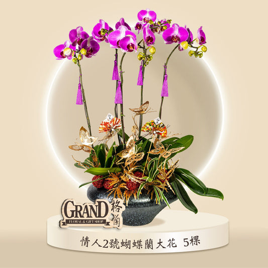 格蘭花店 - 情人二號大花蝴蝶蘭5棵 [GF00064] 蘭花 辦公室枱花 大堂枱花 開張 新春蘭花 年花 自家蘭花園種植